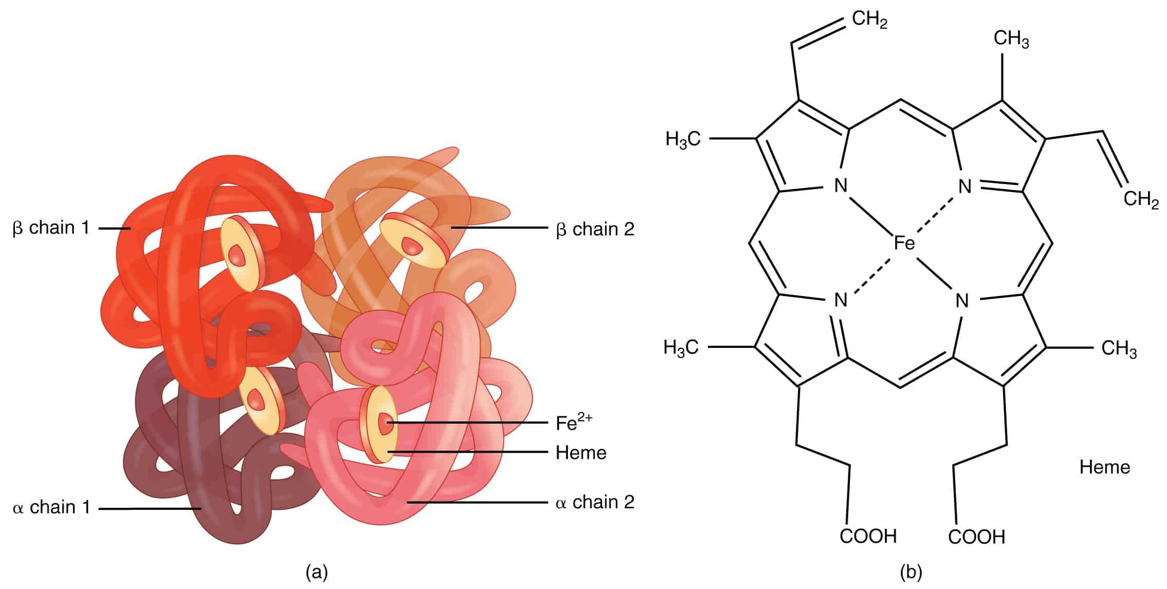 Structural reaction scheme for Structure and Function of Hemoglobin and Myoglobin, diagram 1 of 3