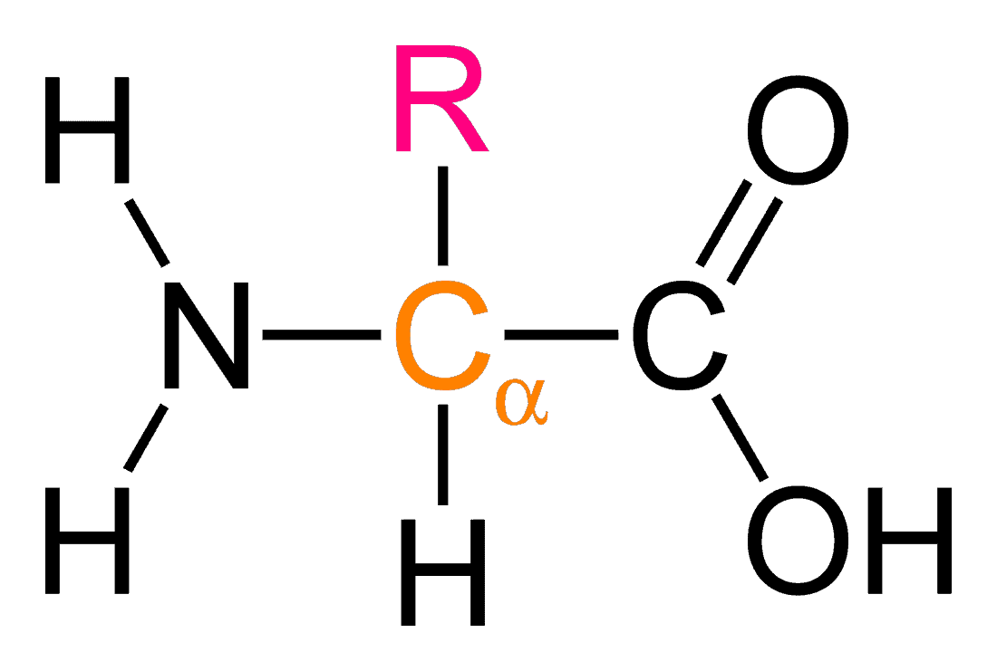 Structural reaction scheme for Alpha (a) Amino Acid