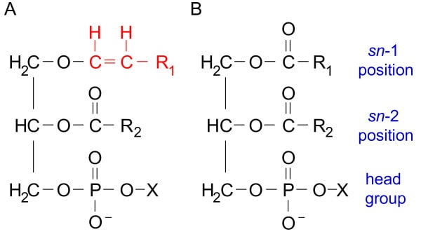 Structural reaction scheme for What is a Plasmalogen?