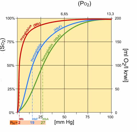 Structural reaction scheme for Structure and Function of Hemoglobin and Myoglobin, diagram 2 of 3