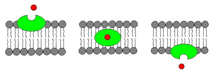 Structural reaction scheme for Types of Passive Mediated Transport, diagram 1 of 2
