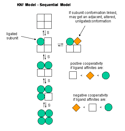 Structural reaction scheme for Hemoglobin: Sequential and Symmetry Model, diagram 2 of 2