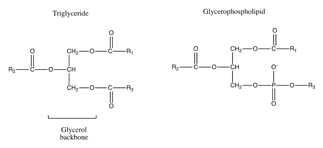 Structural reaction scheme for How to Classify Lipids, diagram 5 of 7