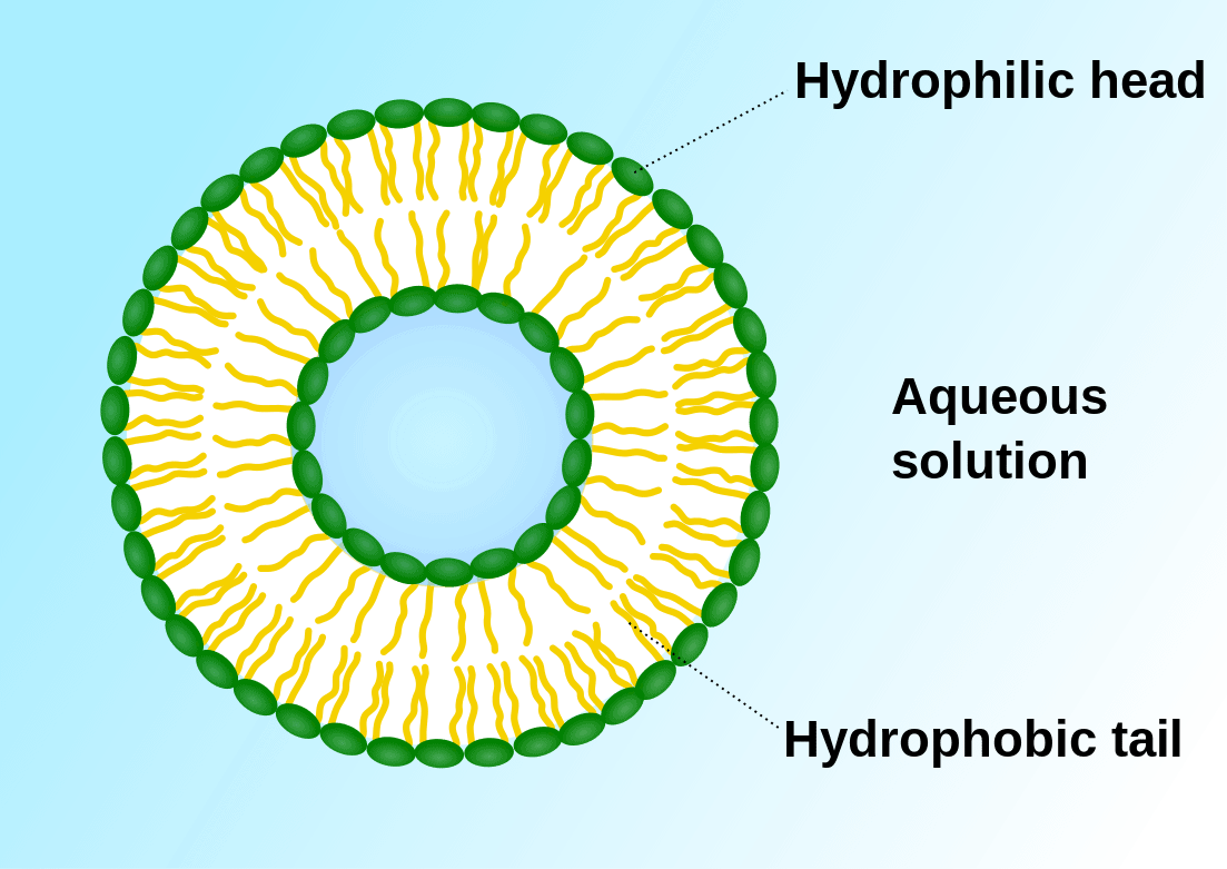 Structural reaction scheme for Liposome vs. Bilayer: What Is The Difference?