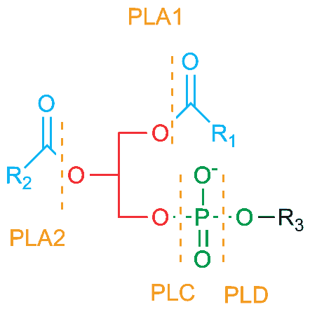Structural reaction scheme for What is a Phospholipase?