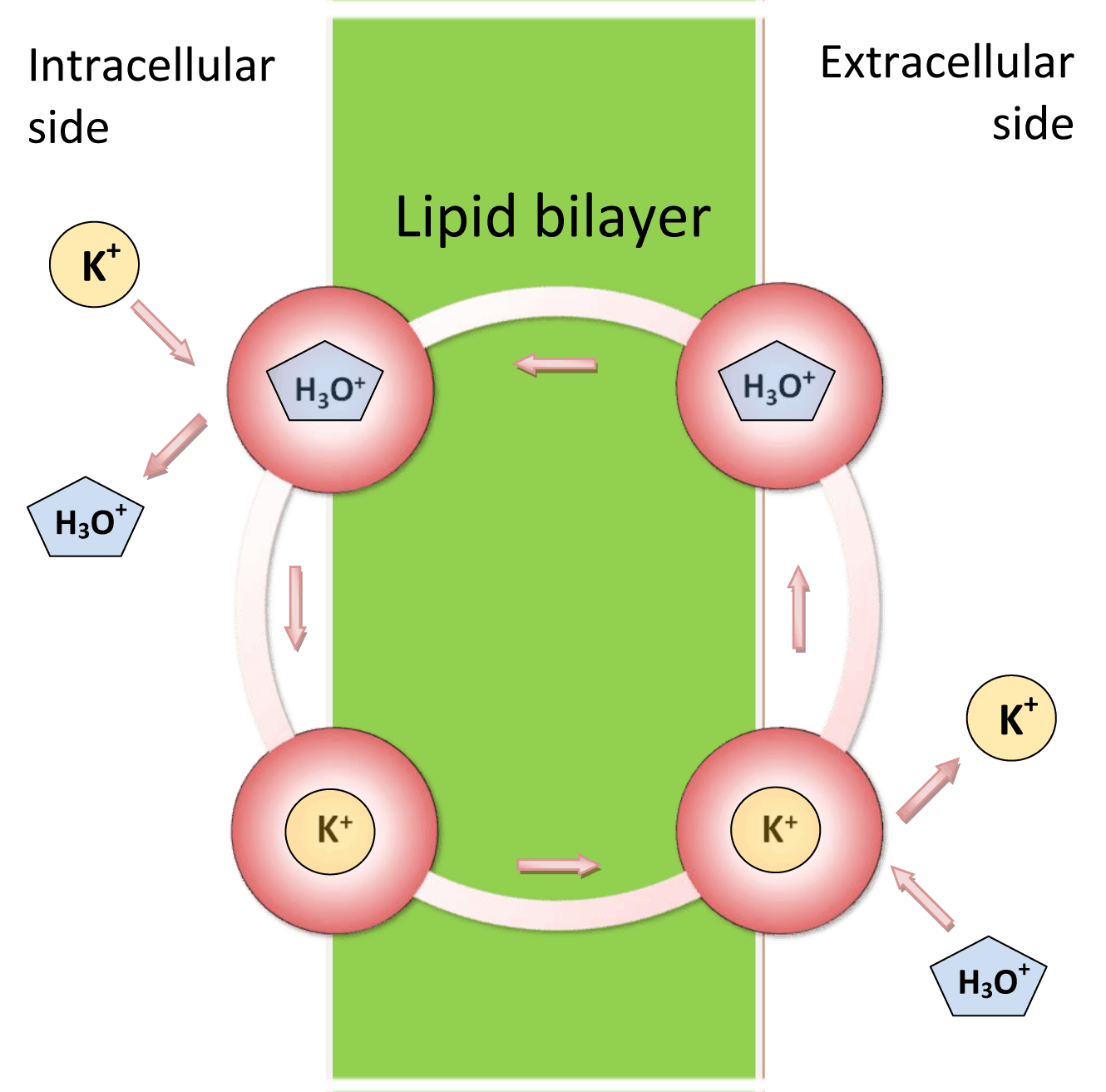 Structural reaction scheme for Types of Passive Mediated Transport, diagram 2 of 2