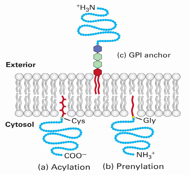 Structural reaction scheme for Membrane Proteins Explained