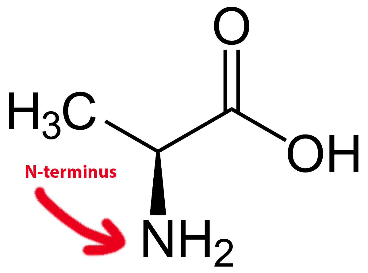 Structural reaction scheme for N-terminal vs C-terminal of an Amino Acid