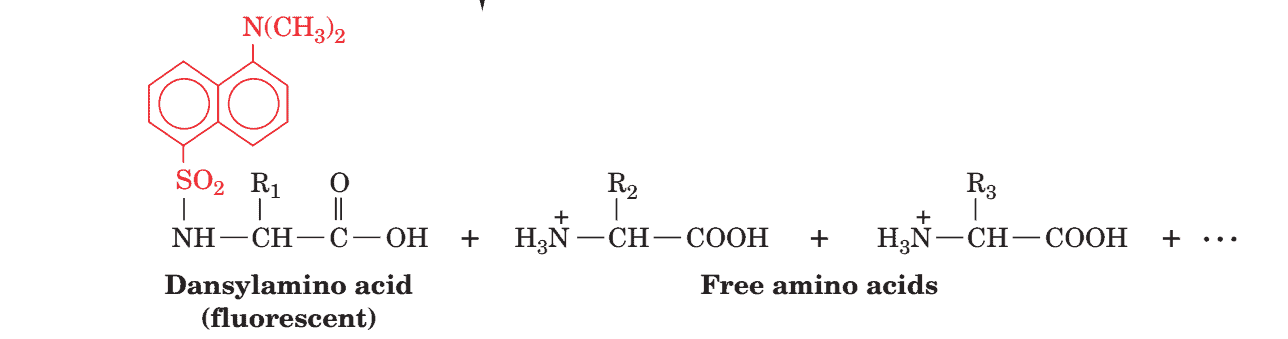 Structural reaction scheme for Protein Sequencing Process, diagram 1 of 2