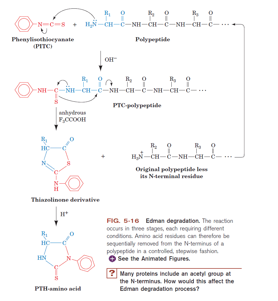 edman-degradation