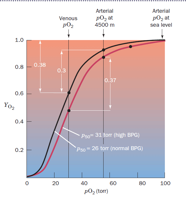 Structural reaction scheme for Effect of BPG on Hemoglobin, diagram 2 of 2