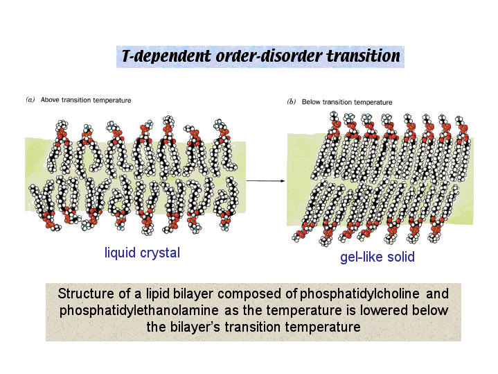 Structural reaction scheme for Membrane Fluidity Transition Temperature