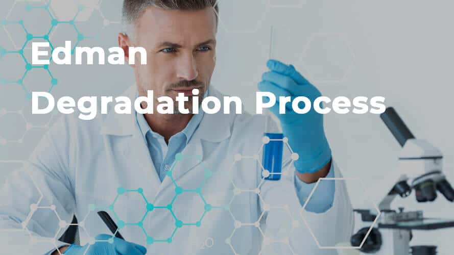 You are currently viewing Edman Degradation Process
