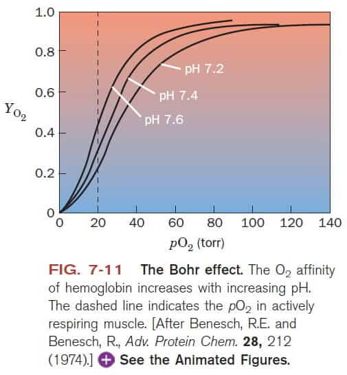 The-Bohr-Effect-Comes