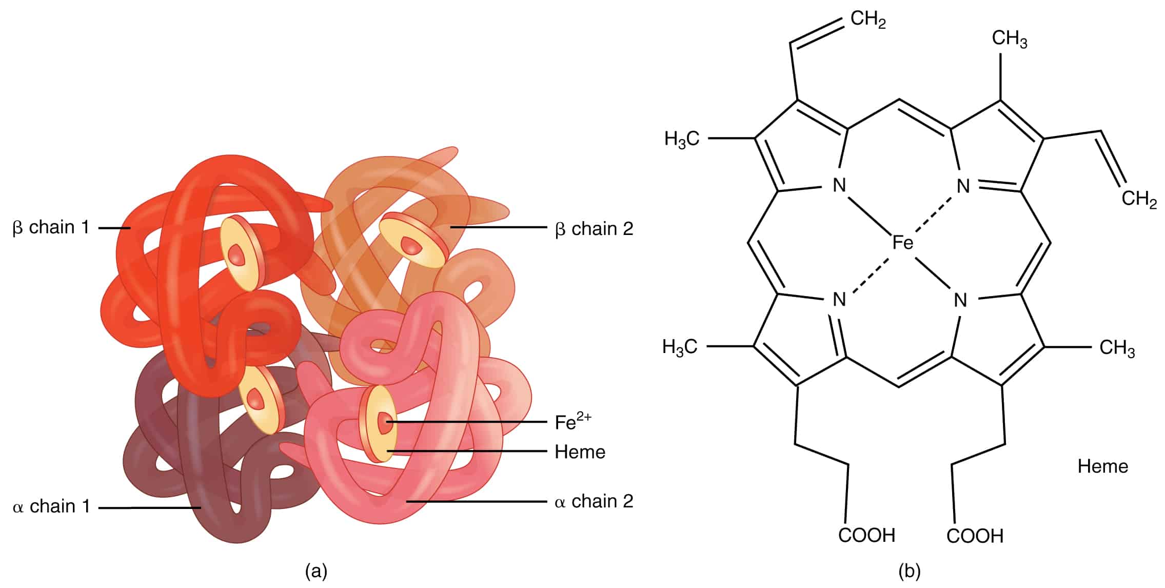 Hemoglobin and myoglobin in their （以下本文）