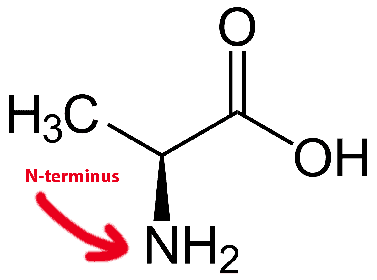 N terminal vs C terminal of an Amino Acid   ChemistryScore
