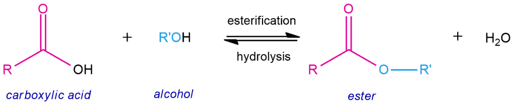 fischer esterification mechanism carboxylic acid